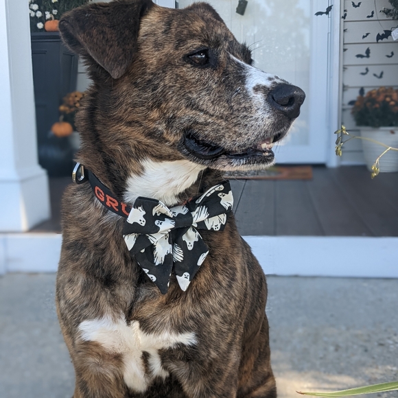 Ghost bowtie - Picture 7 of 7